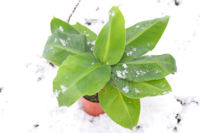 How To Protect Plants From Freezing R O Landscape Services Keller