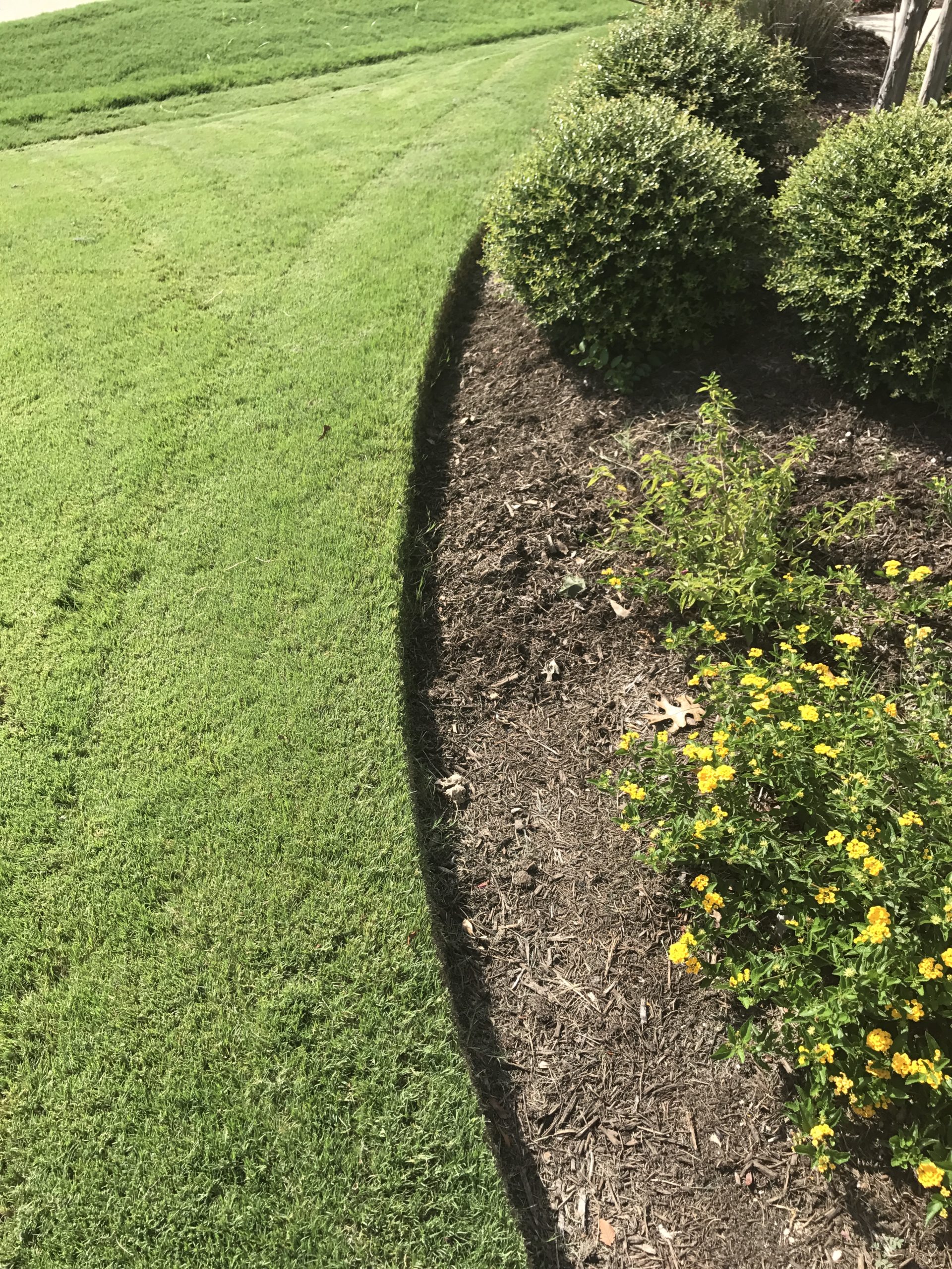 Summer Lawn Care in North Texas