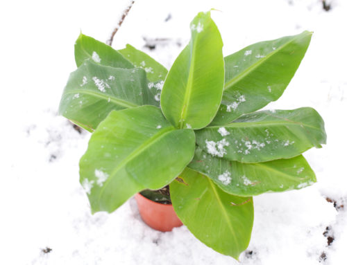 How To Protect Plants From Freezing