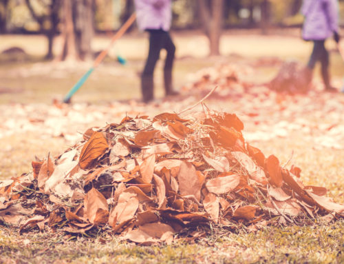 Fall Lawn And Landscaping Tips For Texas