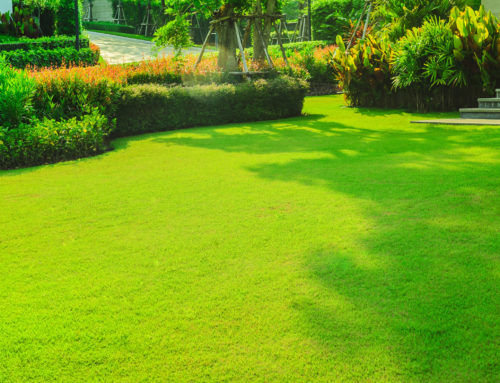 Professional Year-Round Lawn Care For Keller Residents
