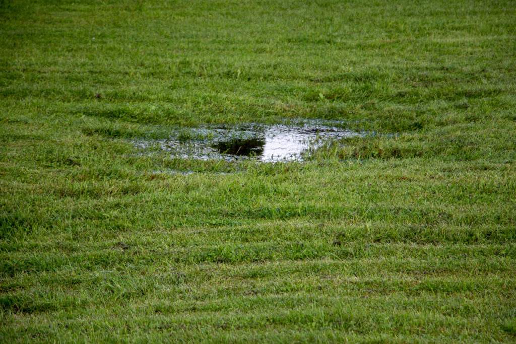 Puddle of water in a green lawn because of poor drainage.