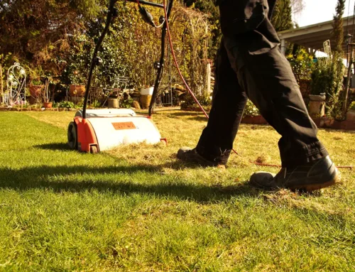 Spring Lawn Care Tips For Texas