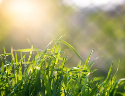 5 Ways To Protect Your Lawn From Summer Heat