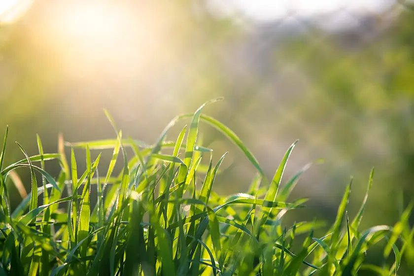 5 Ways To Protect Your Lawn From Summer Heat