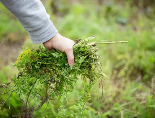 Spring Lawn Care Cleanup For North Texas