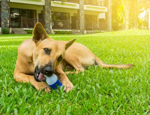 The Importance of a Proper Summer Lawn Care Schedule