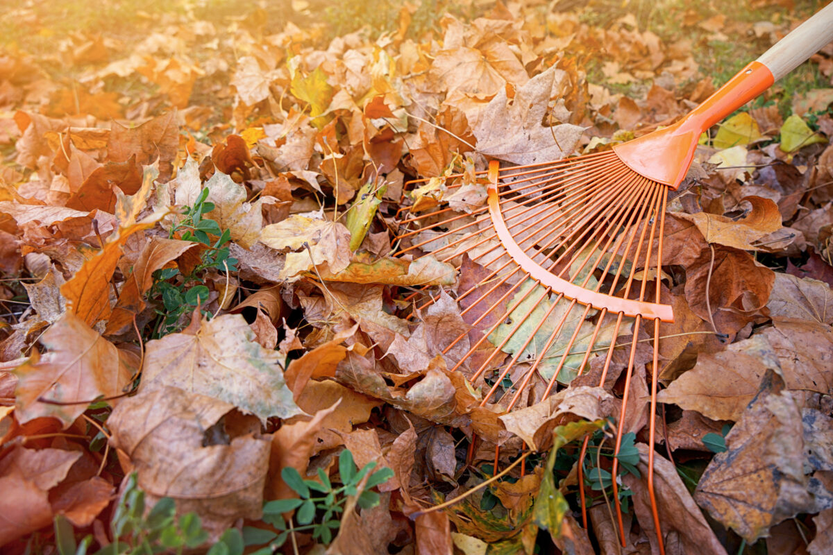 Picture of Winter Lawn Care: Preparing Your Lawn for the Cold Months - R&O ...