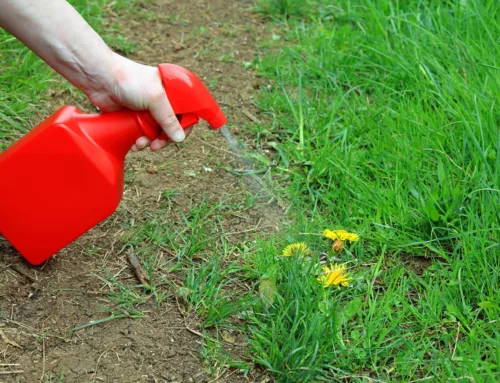 Ultimate Weed Control for Texas Lawns