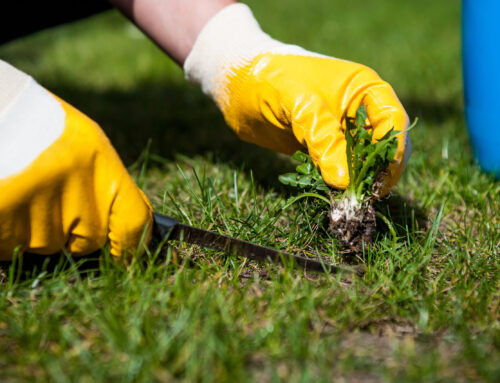 Keller Weed Removal Service