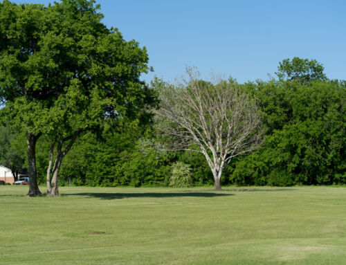 Tree Topping Service in Keller, TX