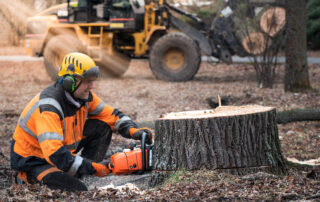 tree stump removal keller