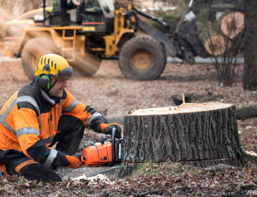 Tree Stump Removal