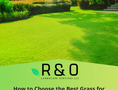 Best Grass for Fort Worth Homes: Expert Advice