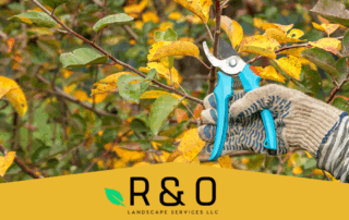 Seasonal Tree Trimming in Keller