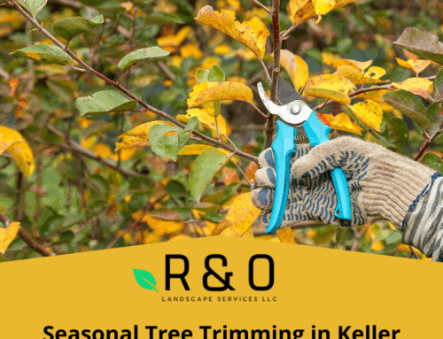 Seasonal Tree Trimming in Keller: Why Fall Is the Best Time