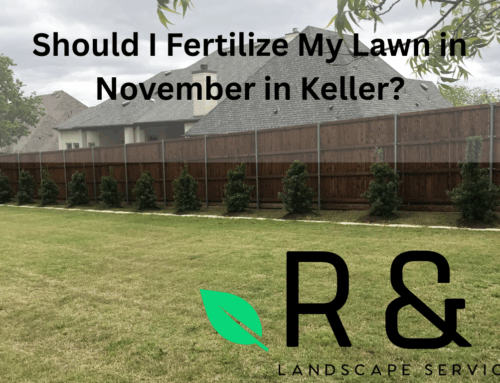 Should I Fertilize My Lawn in November in Keller?