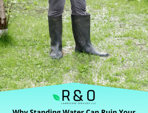Why Standing Water Can Ruin Your Lawn and Foundation