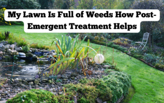 My Lawn Is Full of Weeds How Post-Emergent Treatment Helps