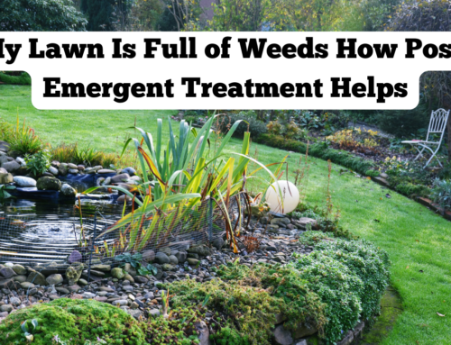 My Lawn Is Full of Weeds How Post-Emergent Treatment Helps