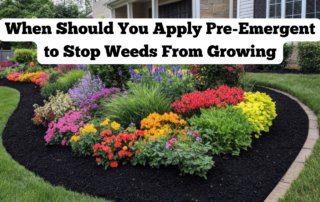 When Should You Apply Pre-Emergent to Stop Weeds From Growing