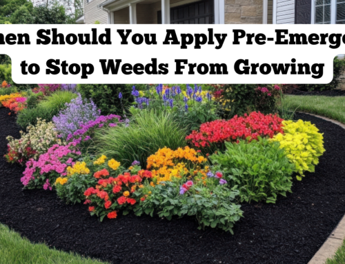 When Should You Apply Pre-Emergent to Stop Weeds From Growing